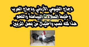 دجاج الفيومي الاردني دجاج العرب خليط السلالات البياضة هذا كله نصب واحتيال