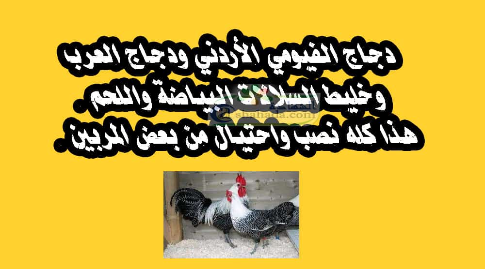 دجاج الفيومي الاردني دجاج العرب خليط السلالات البياضة هذا كله نصب واحتيال