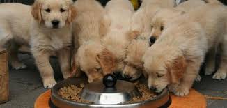 تعرف على اكثر الأطعمة المفيدة للكلاب