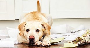 لماذا الكلاب تأكل الأورق والمنادل الورقية