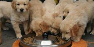 تعرف على اكثر الأطعمة المفيدة للكلاب