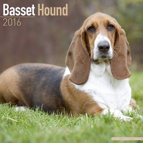 سلالة الكلاب الفرنسية Basset Hound :
