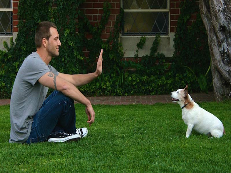 تدريب الكلب على الثبات با بوجي stay
