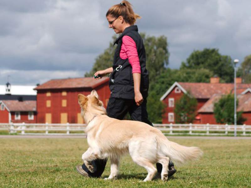 تدريب الكلب على الوقوف الطبيعي